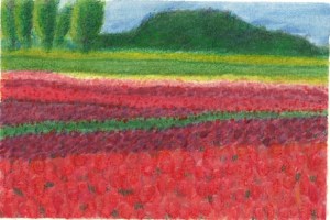 TulipFields10